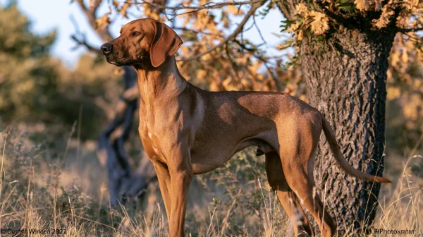 夕暮れの草原に立つ茶色の猟犬の壁紙 - かわいい / 動物