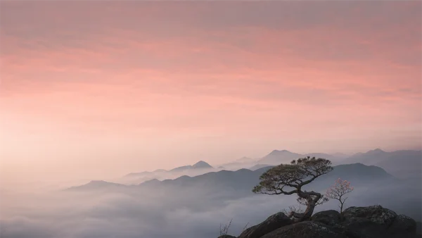 桃色の空と雲海に立つ松 - レッド フルHD - 海・湖・水辺 / 空・星空・夕景の壁紙