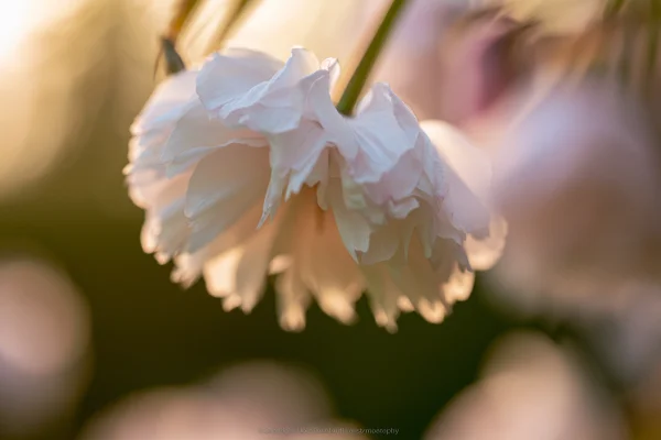 やわらかな光に垂れる白い花の壁紙 - 花・植物