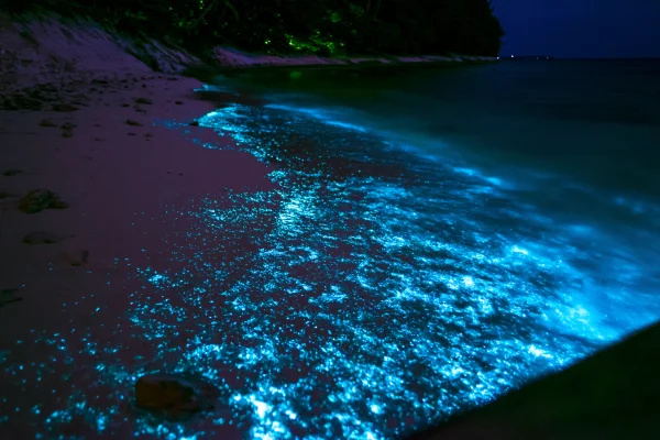 夜の海辺で青く光る波の壁紙 - 海・湖・水辺