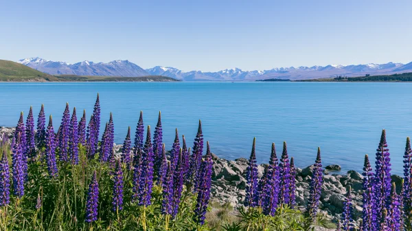 ターコイズの湖と紫の花の岸辺の壁紙 - 海・湖・水辺 / 花・植物