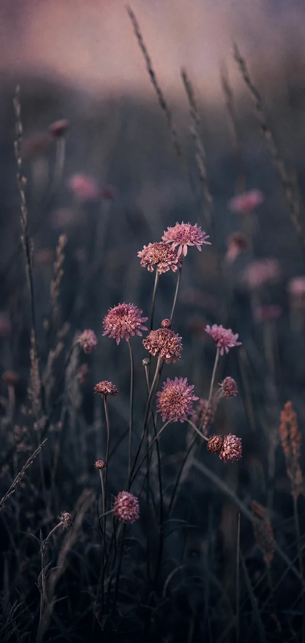 霞のなかの野の花 - ピンク スマホ - 花・植物の壁紙