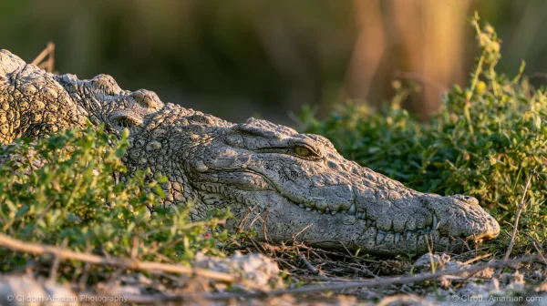 Crocodile Lurking in the Grass - Animals wallpaper