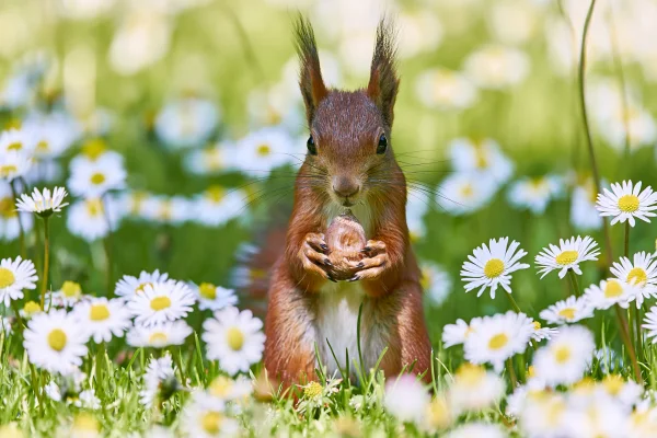 白いデイジー畑に立つ赤いリスの壁紙 - かわいい / 動物