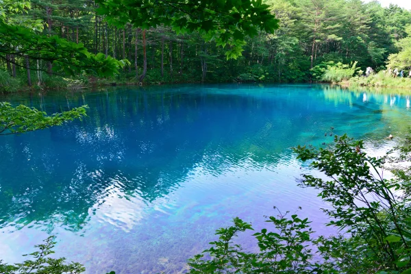 森の中の澄んだ青い池の壁紙 - 海・湖・水辺 / 自然・風景