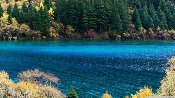 Vivid Blue Lake Surrounded by Conifers - Sea, Lakes & Water / Nature & Landscape wallpaper