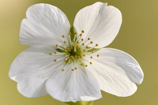 オリーブ色の背景に開く白い桜の花の壁紙 - 花・植物 / 暮らし・食べ物