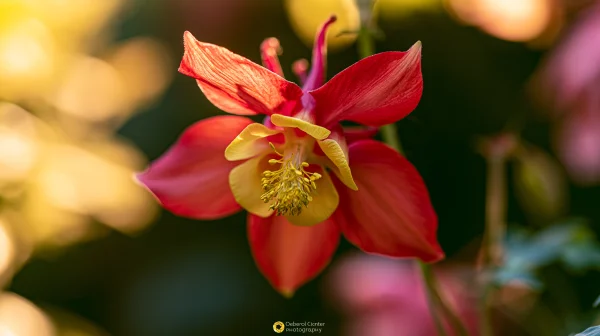 Red and Yellow Columbine Flower - Flowers & Plants wallpaper
