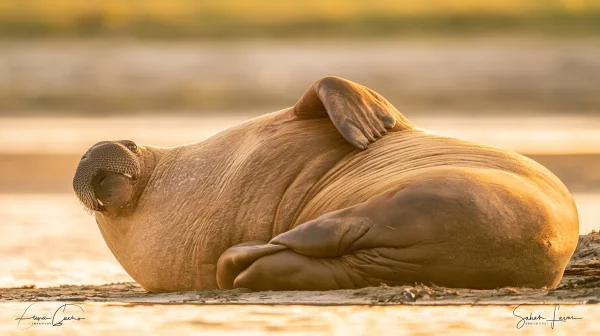 砂浜で眠るアザラシの壁紙 - 動物 / 海・湖・水辺