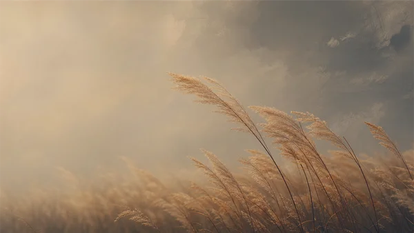 Golden Pampas Grass in the Wind - Orange Full HD - Nature & Landscape wallpaper