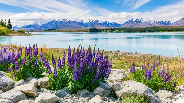 Lupines and Rocks Facing a Snow-Capped Lake - Nature & Landscape wallpaper