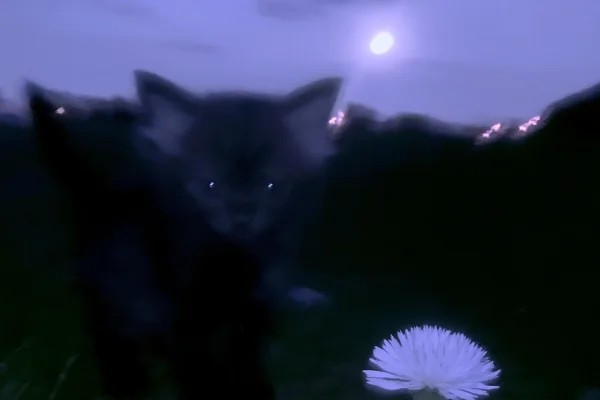 月明かりの下の猫の影と青い花の壁紙 - 動物 / 花・植物