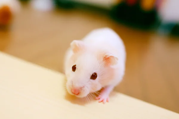机の上を歩く小さな白ネズミの壁紙 - 動物