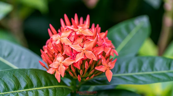 Cluster of Bright Red Flowers with Green Leaves - Flowers & Plants wallpaper