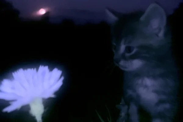 静かな夜の子猫とやわらかな青い花の壁紙 - 動物 / 花・植物