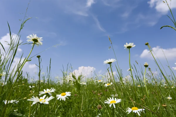 風に揺れる細い茎のデイジーと空の壁紙 - 花・植物