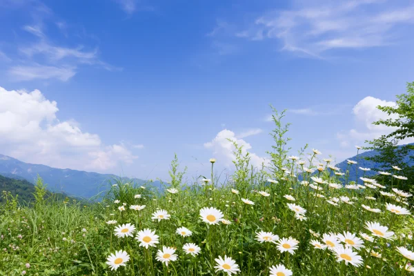 白い花が広がる高原の草地の壁紙 - 自然・風景 / 花・植物