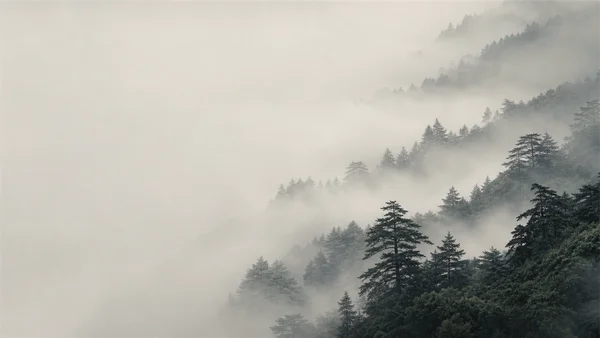 白い霧をまとう針葉樹の斜面 - モノクロ フルHD - 自然・風景の壁紙