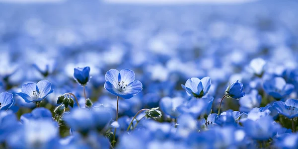 一面に咲くネモフィラの青 - 青 フルHD - 花・植物 / 自然・風景の壁紙