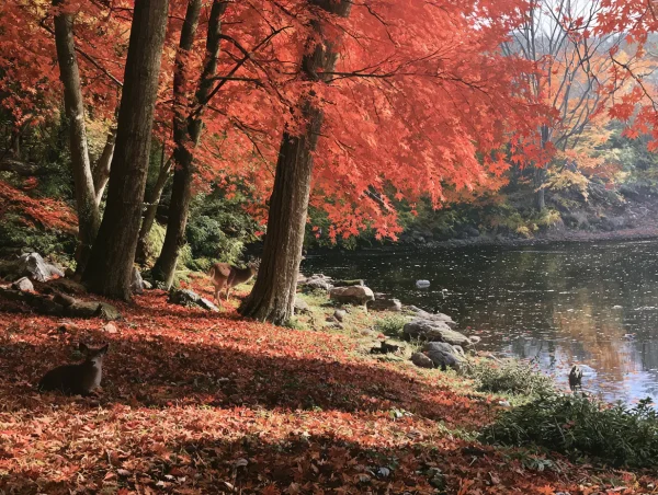 紅葉の湖畔 - 自然・風景 / 海・湖・水辺の壁紙