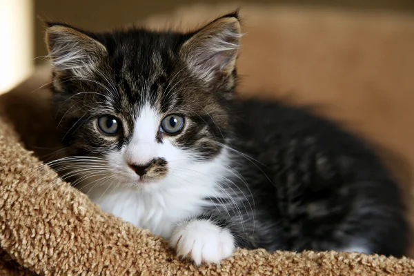 Black-and-White Kitten Gazing from the Straw - Cute wallpaper