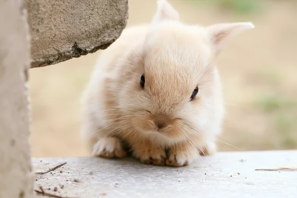 ベージュの子うさぎのふわふわの背中の壁紙 - かわいい / 動物