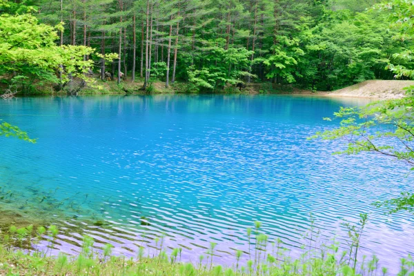 Bright Teal Pond in Summer Shade - Sea, Lakes & Water / Nature & Landscape wallpaper