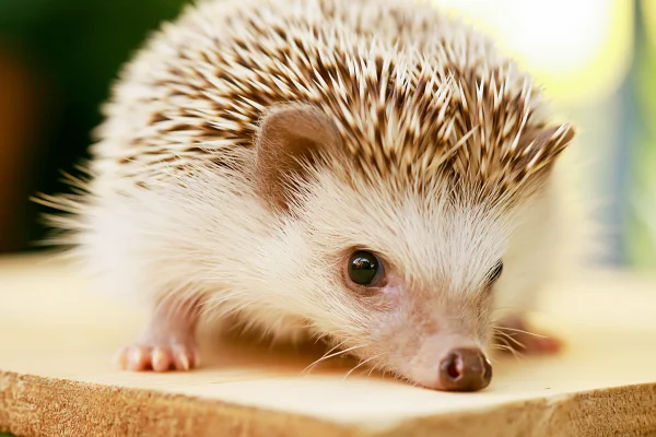 愛らしい表情のハリネズミの壁紙 - 動物 / かわいい