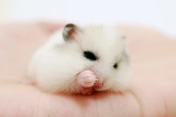 ピンクの布で丸くなる白いハムスターの壁紙 - 動物 / かわいい