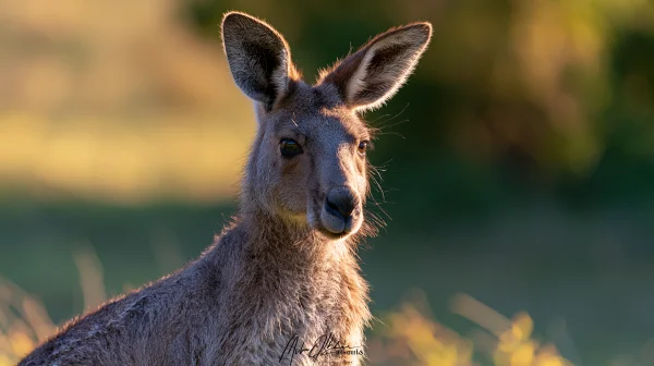 Kangaroo Face Looking Toward the Camera - Animals wallpaper
