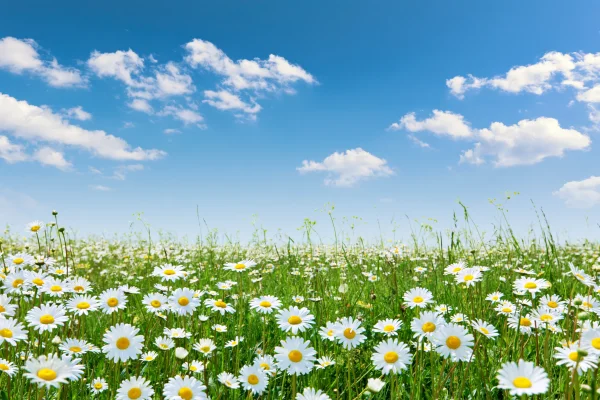 青空に囲まれた一面の白い小花の壁紙 - 花・植物 / 自然・風景