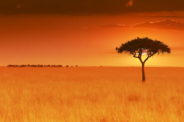 Acacia Tree against an Orange Sky - Nature & Landscape wallpaper