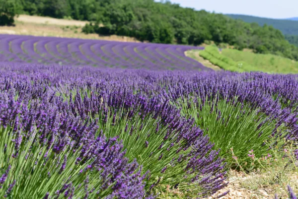 Lavender Rows on a Green Hillside - Flowers & Plants / Nature & Landscape wallpaper