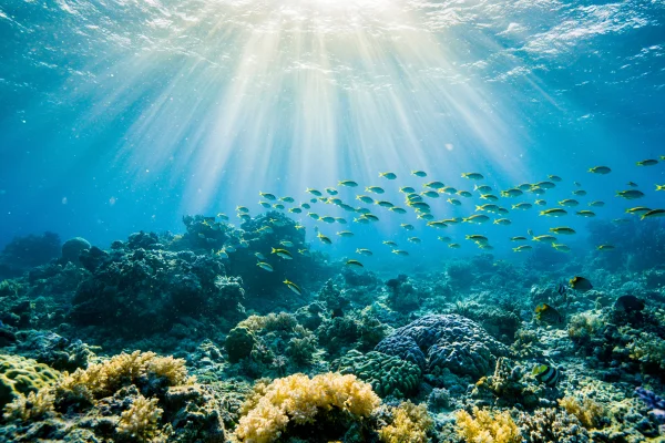 海中に差す光の筋とカラフルなサンゴの壁紙 - 海・湖・水辺