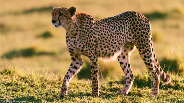 夕光の草原を歩くチーターの壁紙 - 動物 / 自然・風景
