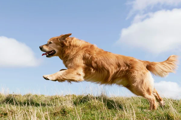 空中を跳ぶ金色の大型犬の壁紙 - 動物