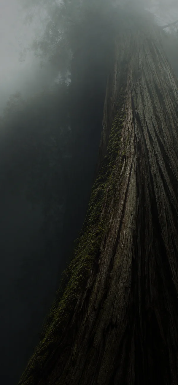 A Giant Tree Rising Through Fog - Mono Phone - Nature & Landscape wallpaper
