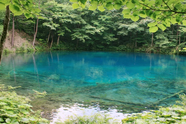 木漏れ日が差す透きとおる湖面の壁紙 - 海・湖・水辺 / 自然・風景