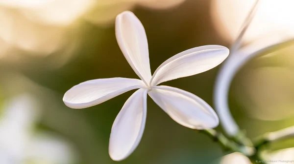 White Five-Petal Flower on a Soft Background - Flowers & Plants wallpaper