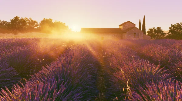 夕日が昇るラベンダー畑の丘の壁紙 - 花・植物 / 自然・風景