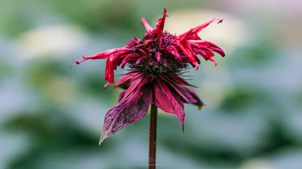 ぼけた緑に立つ赤紫のベルガモットの壁紙 - 花・植物