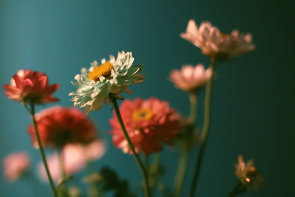 Flowers Swaying in the Garden - Flowers & Plants wallpaper