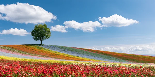 花の丘に佇む一本の木 - 赤 4K - 自然・風景 / 花・植物の壁紙