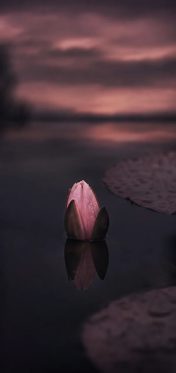 夕暮れの水面に立つ蓮の蕾 - ピンク スマホ - 花・植物 / 空・星空・夕景の壁紙