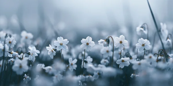 霧にけむる青の小花畑 - 青 フルHD - 自然・風景 / 花・植物の壁紙