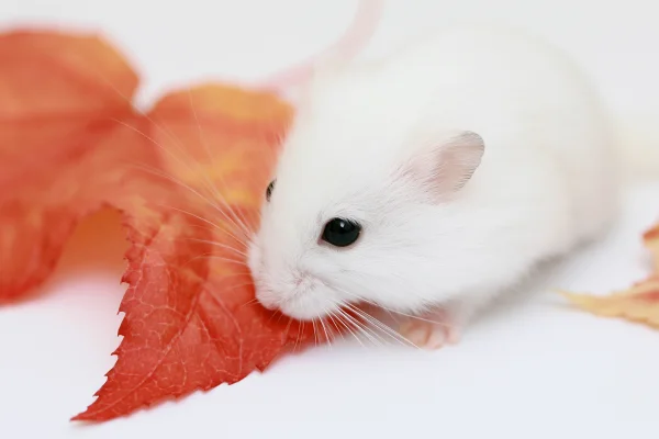赤い落ち葉をかじる白いハムスターの壁紙 - 動物 / かわいい