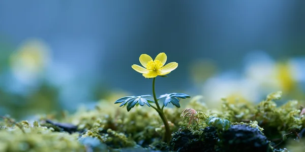 A Single Yellow Flower Blooming on Moss - Yellow Full HD - Flowers & Plants wallpaper