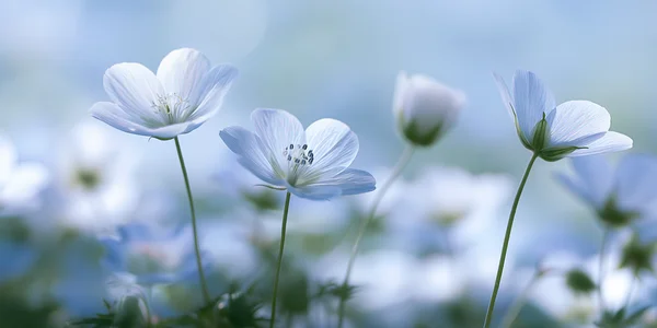 淡い青の花々が揺れる草原 - 青 フルHD - 花・植物 / 自然・風景の壁紙