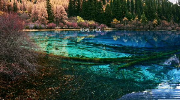 Transparent Lakebed and Autumn Forest - Nature & Landscape wallpaper