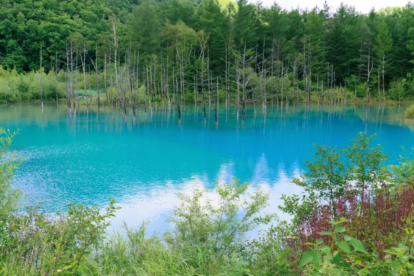Forest Green Blending into Blue Pond Water - Sea, Lakes & Water / Nature & Landscape wallpaper